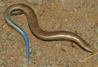 Scelotes capensis (Western dwarf burrowing skink)