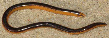 Microacontias litoralis (Coastal legless skink) 