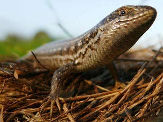 Trachylepis capensis (Cape skink) 