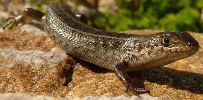 Trachylepis capensis (Cape skink) 