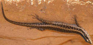 Trachylepis spilogaster (Kalahari tree skink) 