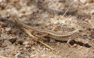 Trachylepis acutilabris (Wedge-snouted skink) 