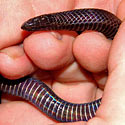 Amblyodipsas polylepis (Common purple-glossed snake)