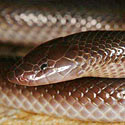 Atractaspis bibronii (Southern stiletto snake)
