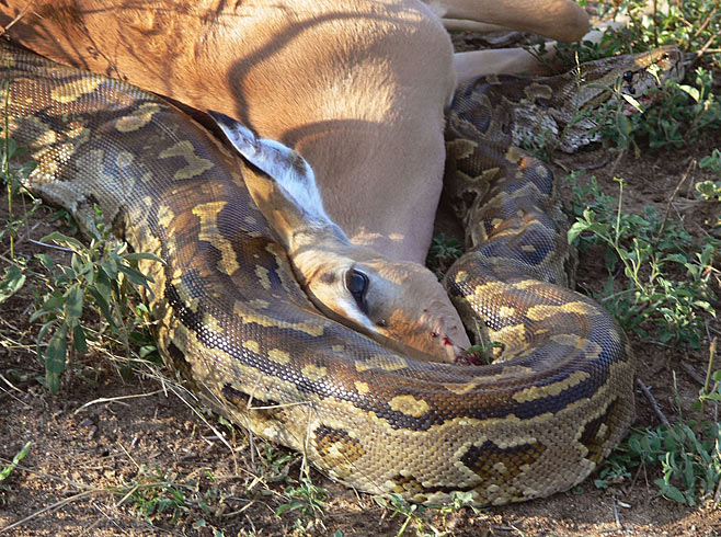 Python natalensis (South African python, Natal rock python)