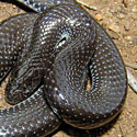 Lycophidion capense (Common wolf snake, Cape wolf snake)