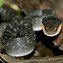 Crotaphopeltis hotamboeia (Red-lipped snake, Herald snake)