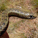 Amplorhinus multimaculatus (Many-spotted snake, Reed snake)
