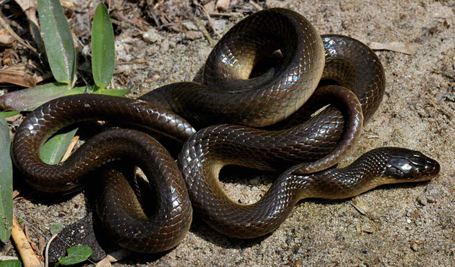 Snake Identification Chart South Africa