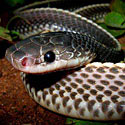 Mehelya capensis (Southern file snake, Cape file snake)
