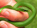 Philothamnus hoplogaster (Green water snake)