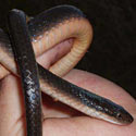 Lycodonomorphus rufulus (Common brown water snake)