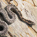 Hemirhageerrhis nototaenia (Eastern bark snake)
