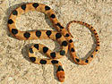 Telescopus beetzii (Beetz's tiger snake, Namib tiger snake)