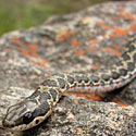 Psammophylax rhombeatus (Spotted skaapsteker, Rhombic skaapsteker, Spotted grass snake)