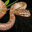 Dipsadoboa aulica (Marbled tree snake)
