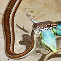Psammophis subtaeniatus (Western stripe-bellied sand snake)