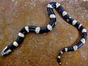 Elapsoidea boulengeri (Zambezi garter snake)