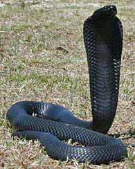 Black-necked cobra, snake
