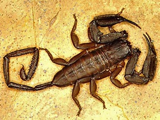 Hadogenes minor male