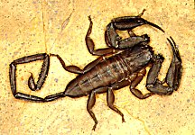Hadogenes minor male