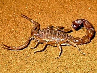 Dangerous scorpions: how to identify them