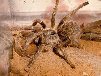 Ceratogyrus (photo by Dr. M Filmer)