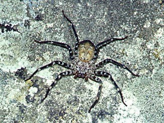 Anyphops sp