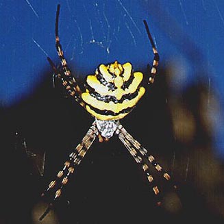 Garden spider, Argiope australis. Photo H. Robertson
