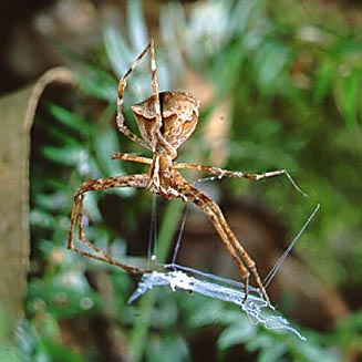 Avellopsis capensis