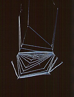 Avellopsis capensis web.