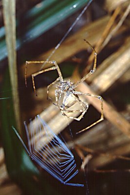 Avellopsis capensis