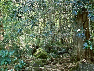 Newlands Forest