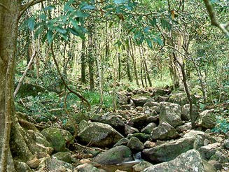 Newlands Forest