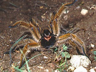 Harpactira atra (Threat display)
