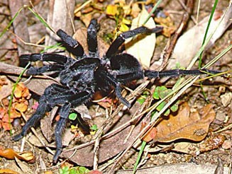 Harpactira baviana (male)