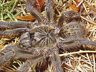 Harpactira chrysogaster (female)