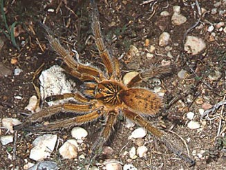 Harpactira atra (male)