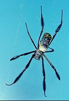 Nephila pilipes (Black-legged golden orb-web spider)