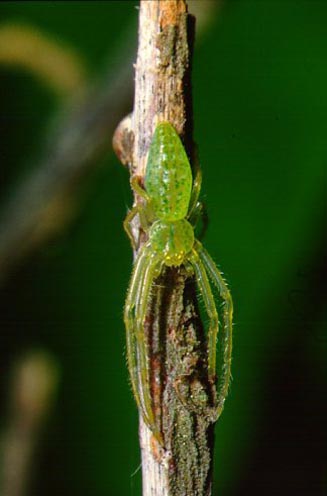 Oxytate sp.