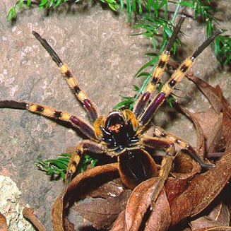 Palystes castaneus underside