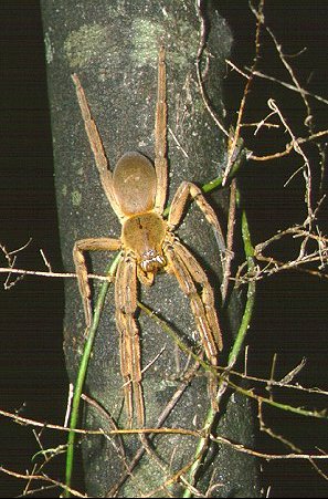 Palystes castaneus