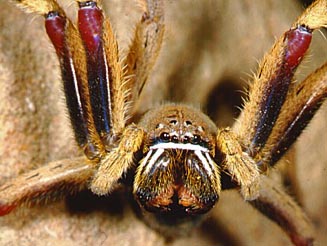 Palystes sp. mug shot.
