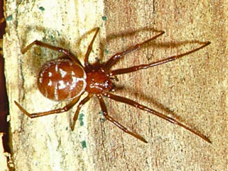 Steatoda 