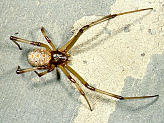 Latrodectus geometricus (pale colour form).