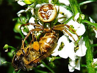 Synaema sp. with bee prey.