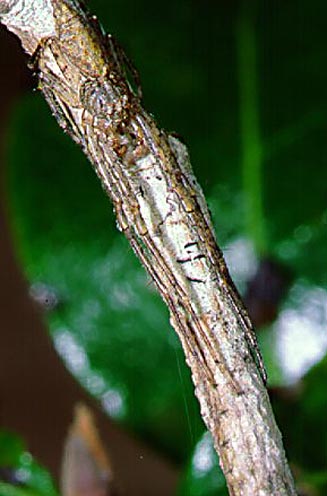 Tmaris sp. (bark crab spider).