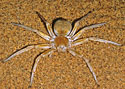 Carparachne aureoflava (Wheeling spider)