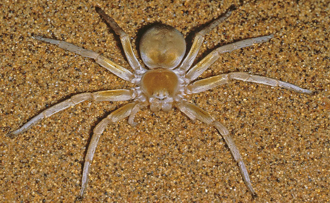 Carparachne aureoflava (Wheeling spider)