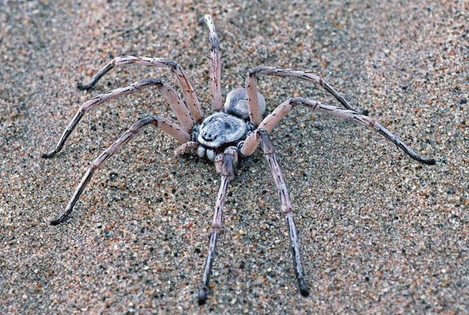 Leucorchestris sabulosa